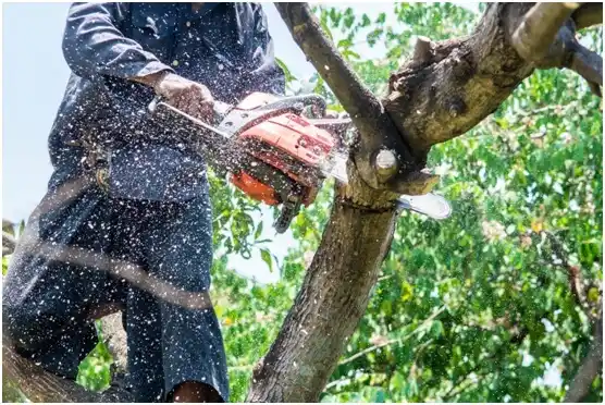 tree services Redmond